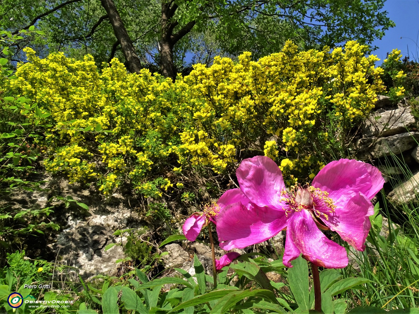 42   Peonia officinalis (Peonia selvatica) in ...sfioritura.JPG